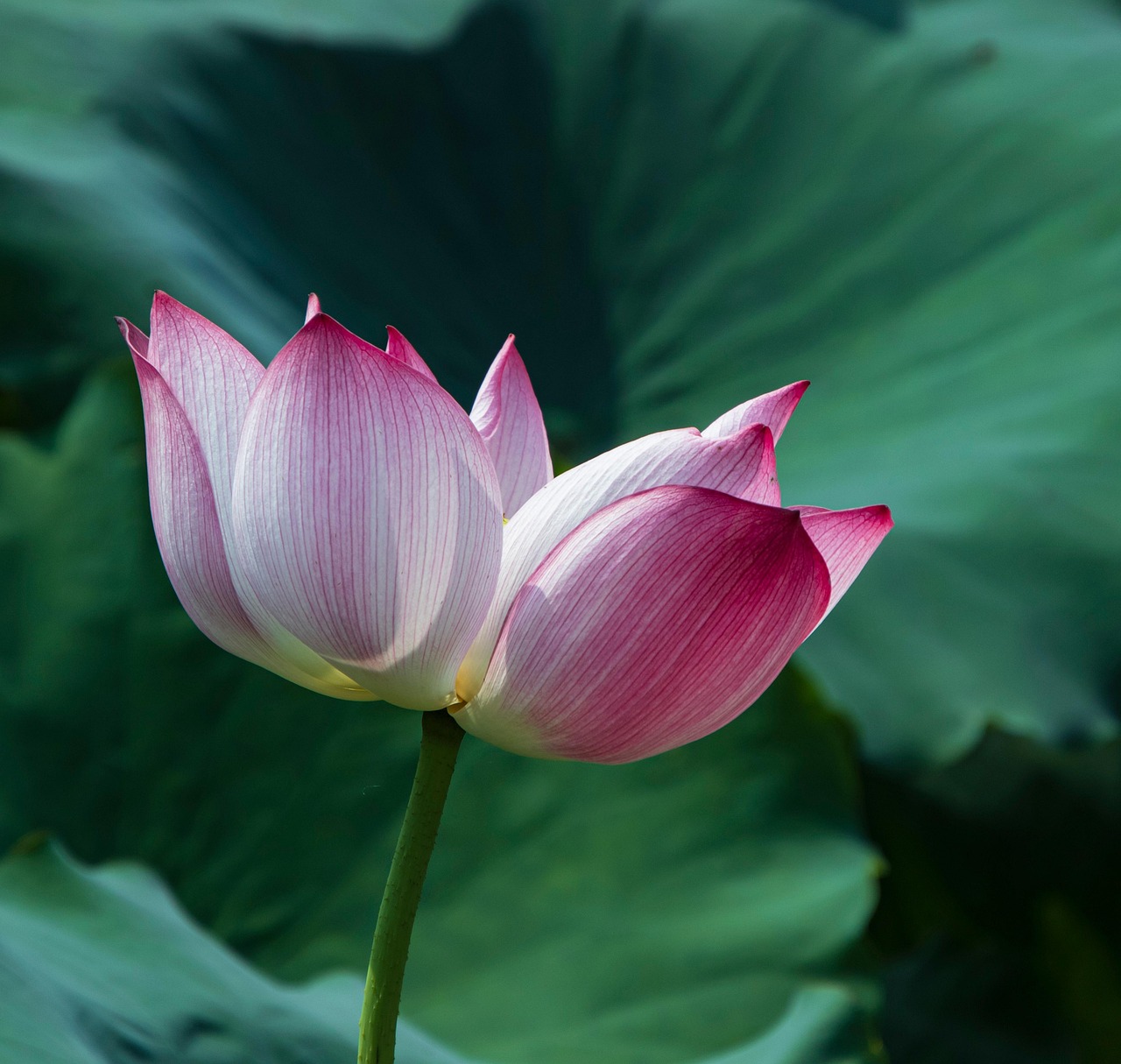 lotus, water lily, pink flower, flower, plant, beautiful flowers, lotus flower, flower wallpaper, pink lotus, aquatic plant, flower background, bloom, flora, nature, close up