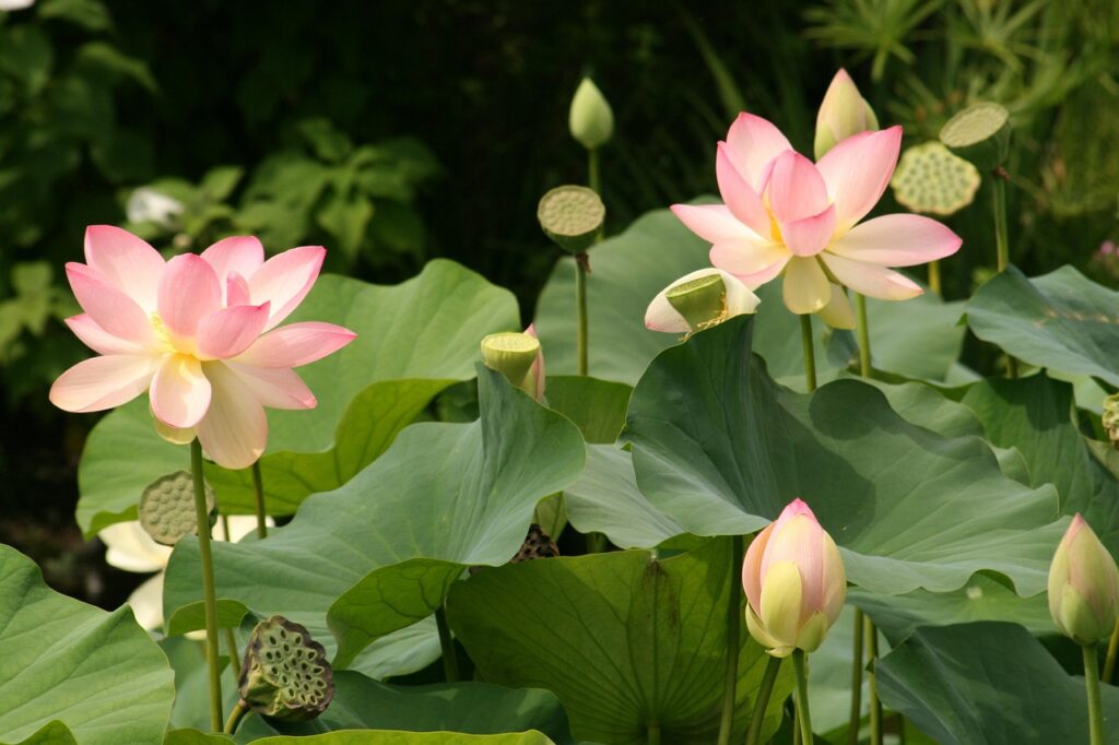 lotus flowers, water lilies, flower, flower wallpaper, beautiful flowers, aquatic plant, nature, flower background, nuphar, blossom, bloom, bloom, lotus