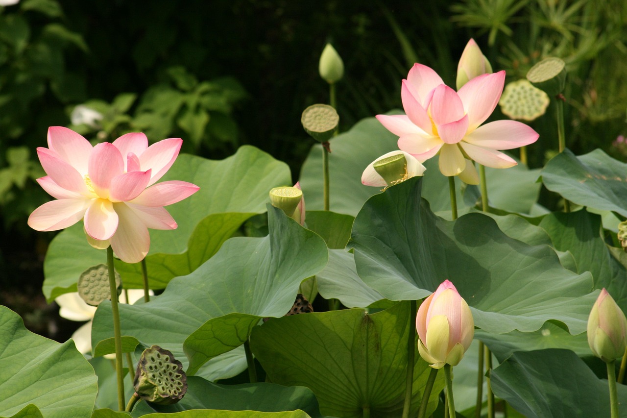 lotus flowers, water lilies, flower, flower wallpaper, beautiful flowers, aquatic plant, nature, flower background, nuphar, blossom, bloom, bloom, lotus
